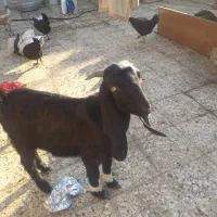 حیوانات مزرعه