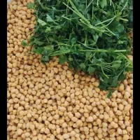 خمیرفلافل نخود چرخ میکنیم سس انبه موجود است|خوردنی و آشامیدنی|قم, حاج خلیل|دیوار