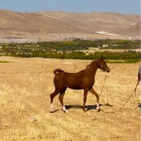 عرب|اسب و تجهیزات اسب‌سواری|چهاردانگه (تهران), |دیوار