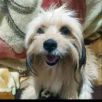 یه جفت سگ‌نرو ماده شیتزو