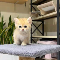 جوجه اسکاتیش