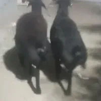 قوچ،افشاری