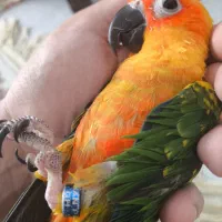 طوطی خورشیدی  سان کانوز|پرنده|قم, زینبیه|دیوار