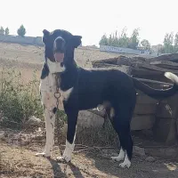 سگ سرابی فقط جهت جفتگیری