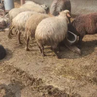 فروش گوسفند|حیوانات مزرعه|زرگرشهر, |دیوار