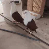 کفتر کلاغ|پرنده|مشهد, شهید قربانی|دیوار