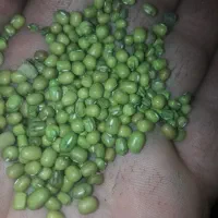 ۲۰ گونی ماش درج یک یک|خوردنی و آشامیدنی|چگنی, |دیوار