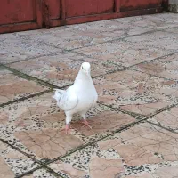 کبوتر|پرنده|خمام, |دیوار