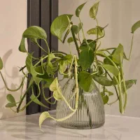 گلدان دکوری شیشه ای حاوی پتوس رونده ئ شاداب|گل و گیاه طبیعی|تهران, نارمک|دیوار