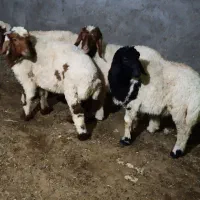 منازل