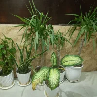 گل آپارتمانی