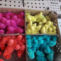 جوجه مرغ و خروس یک روزه