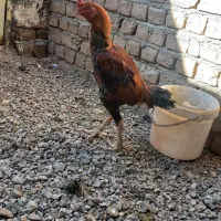 خریدار بره نر