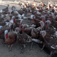 فروش 100عدد بوقلمون محلی|حیوانات مزرعه|ننور, |دیوار