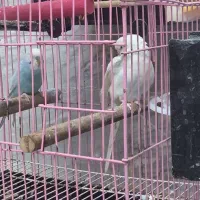 مرغ عشق|پرنده|ری, جوانمرد قصاب|دیوار