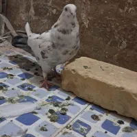 کبوتر|پرنده|زارچ, |دیوار
