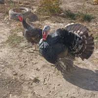 یک جفت بوقلمون جوان وسرحال