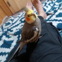 گم شده امروز