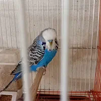 جفت مرغ عشق انگلیسی