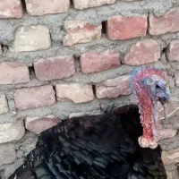 بوقلمون مرغ خروس