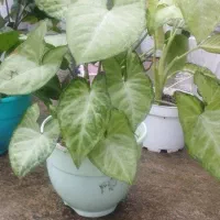 گل آپارتمانی