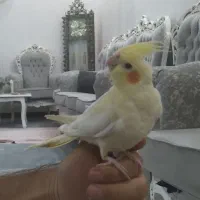 عروس هلندی لوتینو|پرنده|قرچک, مهدیه|دیوار