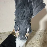 دم سیاه معاوضه با پلاکی|پرنده|فسا, |دیوار