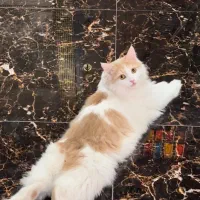 واگذاری گربه