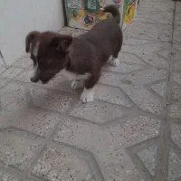 سگ پا کوتاه