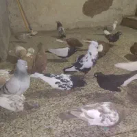 پرنده رنگی ۵۰|پرنده|اهواز, منبع اب|دیوار