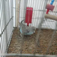 مرغ عشق انگلیسی