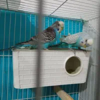 پنج تا پرنده