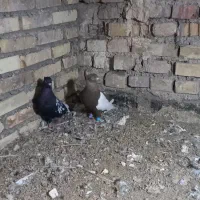 سینه ایی|پرنده|خرمشهر, |دیوار