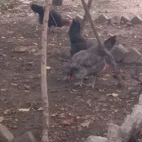 مرغ تخم گذار