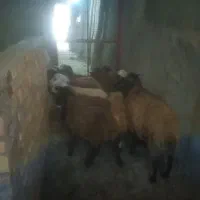 ۱۰عدد بره نر|حیوانات مزرعه|شیرین‌سو, |دیوار
