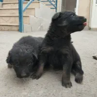 واگذاری سگ ژرمن شپرد