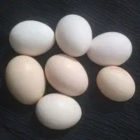 تخم مرغ محلی نتفه دار