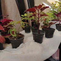 فروش گل کوچیک