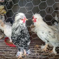 مرغ و خروس از بهترین نژاد سلطان