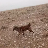 سگ افغانی فروشی