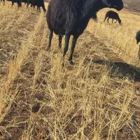 قوچ مشکی|حیوانات مزرعه|تیکمه داش, |دیوار