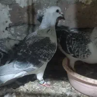 کفتر|پرنده|بیرجند, |دیوار