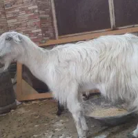 بز دوقلوزا دورگه