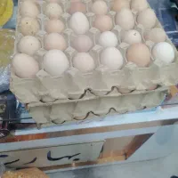 تخم مرغ محلی