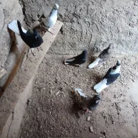 کبوتر 6عدد|پرنده|اهواز, بهارستان|دیوار