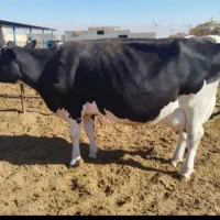 گاو تلیسه 7ماه ابستن