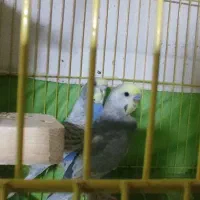 جفت مرغ عشق مولد نژاد رینبو|پرنده|فردیس, شهرک شهید حسینی|دیوار