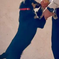 سگ گمشده|حیوانات|بیرجند, |دیوار