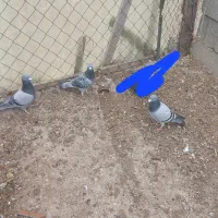 کبوتر دوبر|پرنده|عنبران, |دیوار