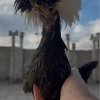 مرغ لهستانی|حیوانات مزرعه|لنجان, |دیوار